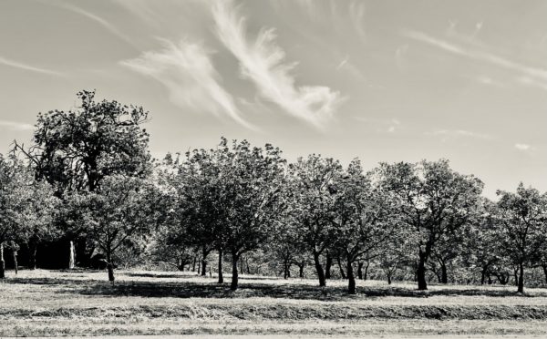 Photo of an orchard