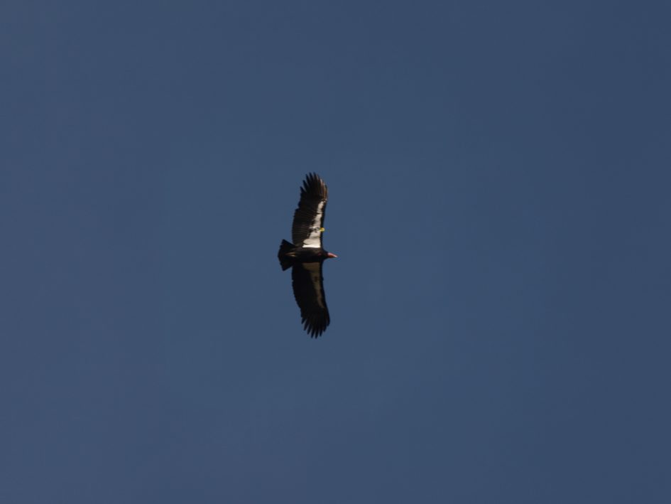 Photo of California condor soaring above the Big Sur coast