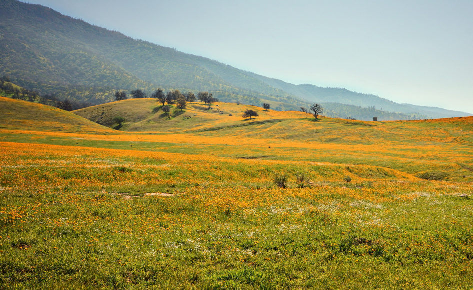 Photo of California poppies blooming in Kern County foothills