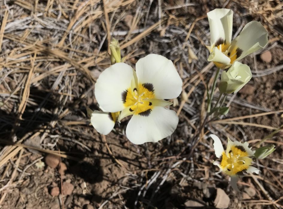 Photo of smoky mariposa lily