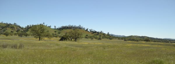 Photo of springtime wildflowers and oaks in the San Antonio Valley