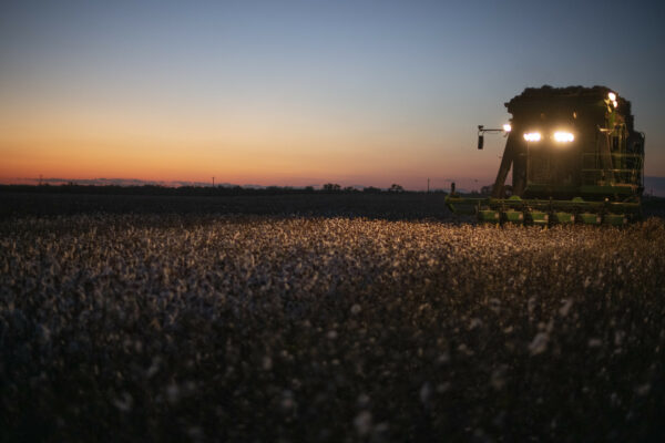 Mechanized cotton picker in field at dusk