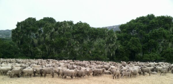 Photo of flock of sheep at Fort Ord National Monument's "Sheep Appreciation Day," Spring 2013