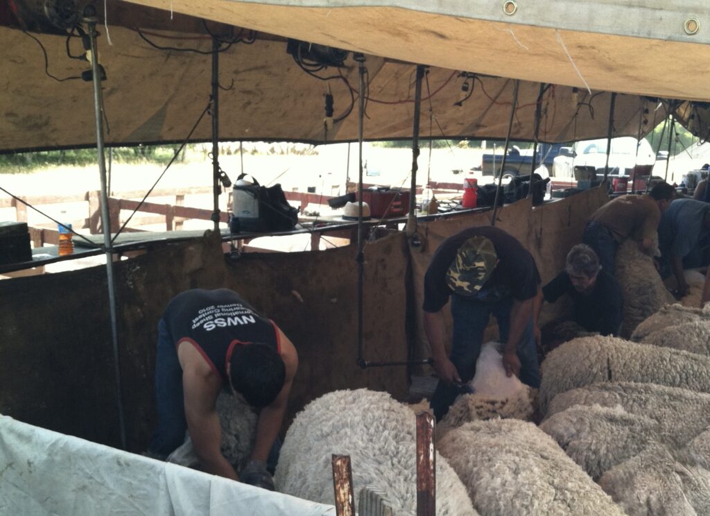 Photo of sheep shearing demonstration at Fort Ord
