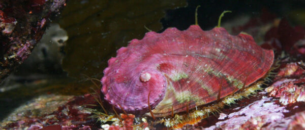 Picture of a pinto abalone taken at the Monterey Bay National Marine Sanctuary.