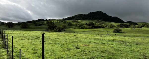 Picture of winter grasses covering rolling hills south of Tick Creek on Old Monterey Road in Gilroy